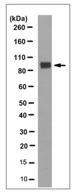 MilliporeSigma Mouse anti-pan-AMPA receptor (GluR1-4), Clone: 2D8, 100&mu;g:Antibodies,
